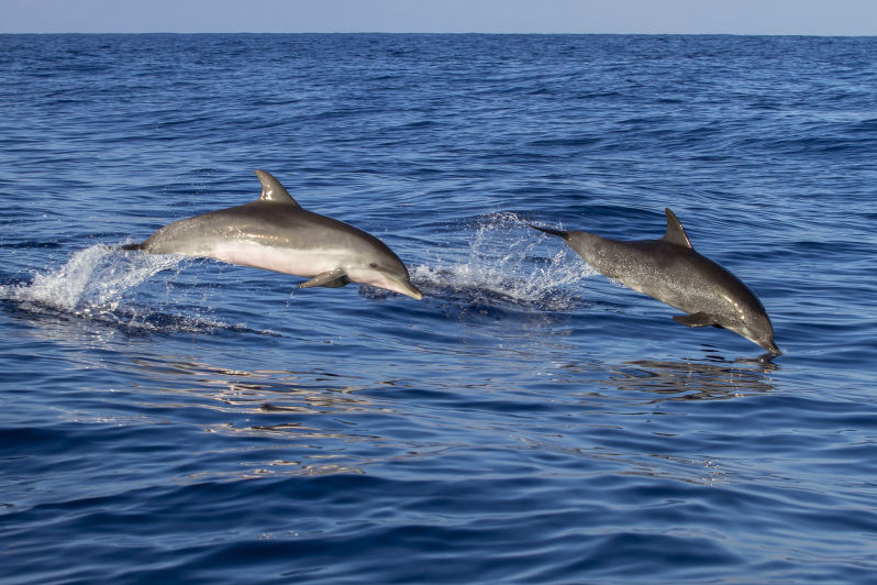 Dolfijnen spotten boottocht Setúbal